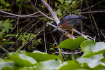 Green Heron Above Lillys